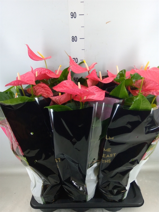 <h4>Anthurium andr. 'Maine'</h4>