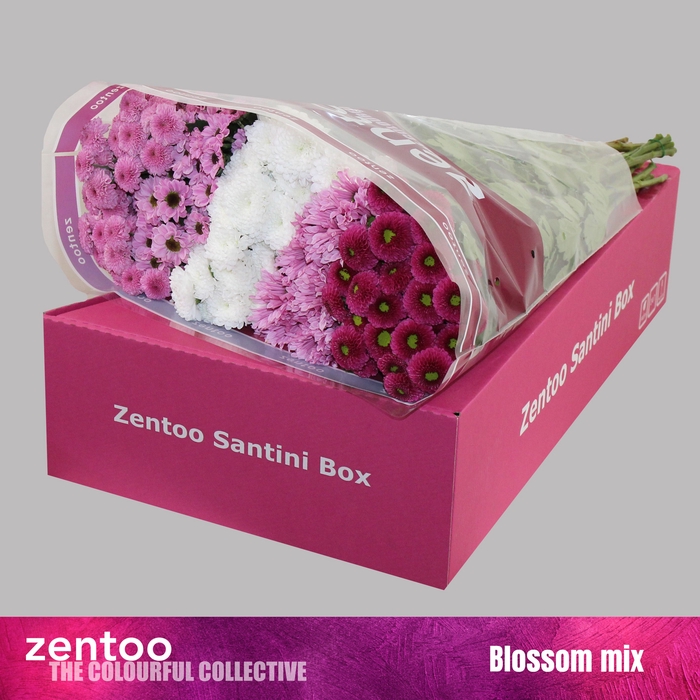 <h4>CHR S MIX BLOSSOM</h4>