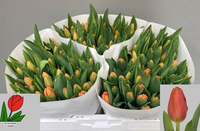 <h4>TU EN TIME OUT</h4>