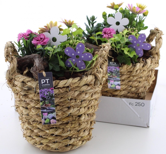 <h4>ARR TUINPLANTEN</h4>