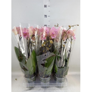 Phalaenopsis  'Elegant Cascade'