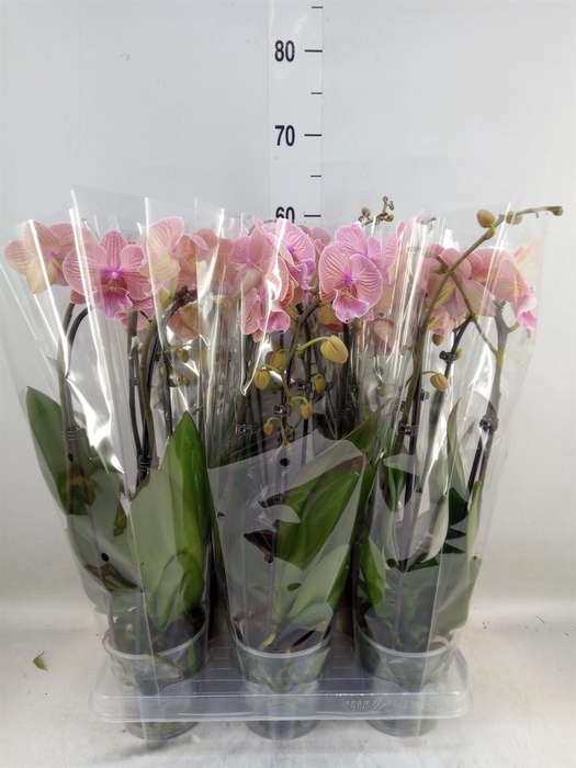 <h4>Phalaenopsis  'Elegant Cascade'</h4>