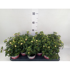 Fuchsia  'Bella Fuchsia Mariska'