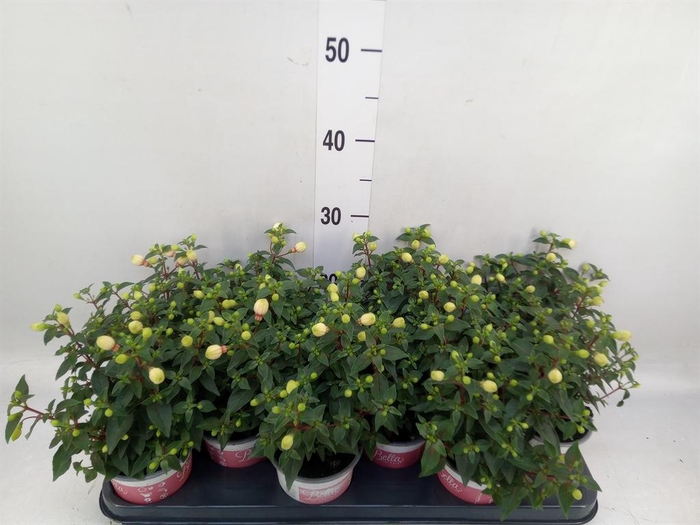 <h4>Fuchsia  'Bella Fuchsia Mariska'</h4>