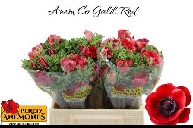 <h4>ANEM CO GALIL ROOD</h4>