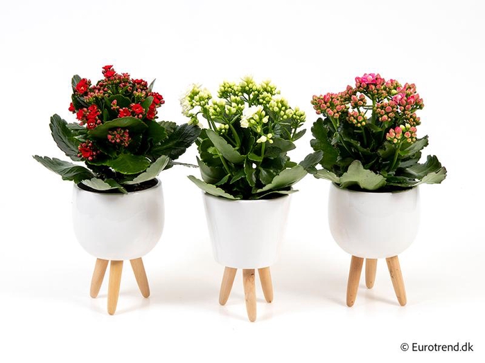 <h4>KALANCHOE BLOSSFELDIANA p10</h4>
