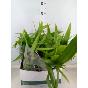 Epiphyllum   ...
