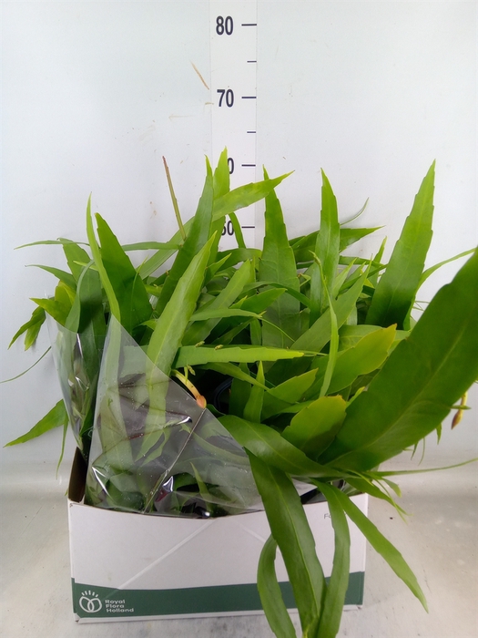 <h4>Epiphyllum   ...</h4>