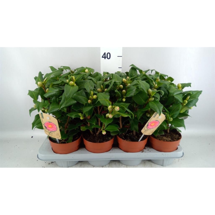 <h4>Camellia japonica 'Dr King'</h4>