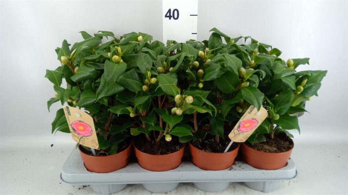 Camellia japonica 'Dr King'