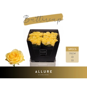 R Gr Buttercup Allure Berg
