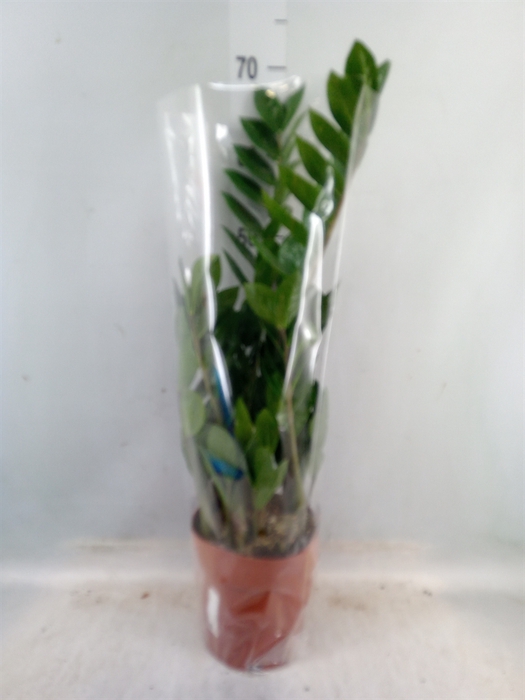 <h4>Zamioculcas zamiifolia</h4>