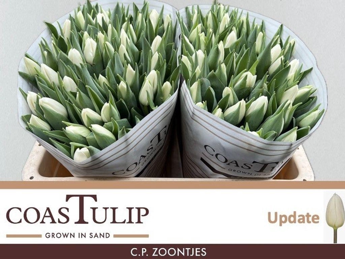 <h4>Tulipa si update</h4>