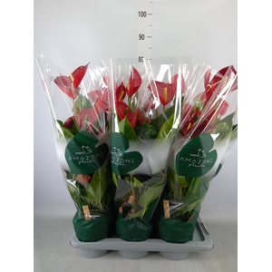 Anthurium andr. 'Melodia'