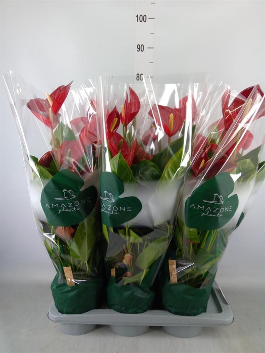 <h4>Anthurium andr. 'Melodia'</h4>