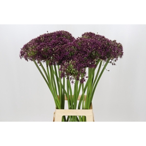 Allium Cherry