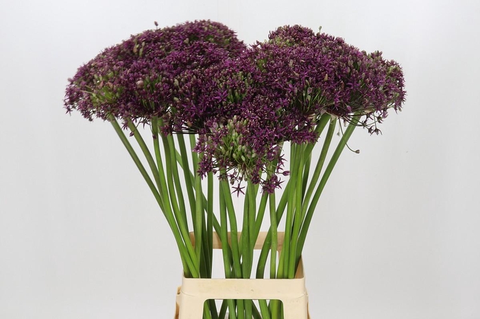 <h4>Allium Cherry</h4>