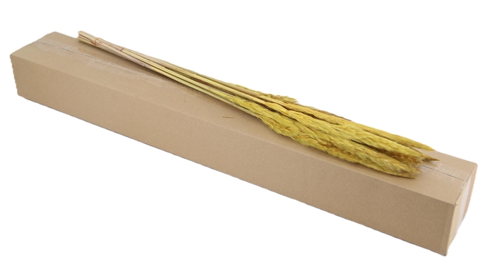 <h4>DF Pampas Silvy O.Yellow</h4>