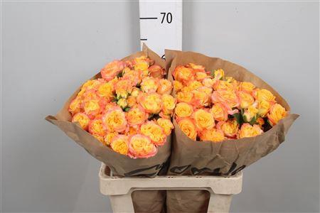 <h4>R Tr Eternal Flame</h4>