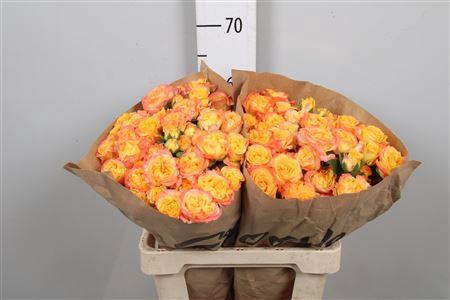 <h4>R Tr Eternal Flame</h4>