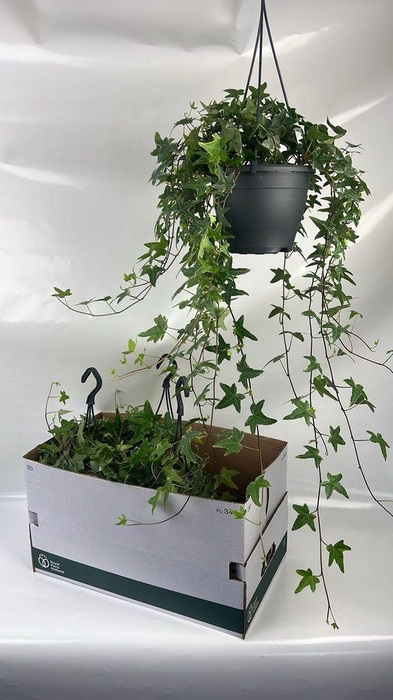 <h4>.Hanging baskets hedera mona lisa</h4>