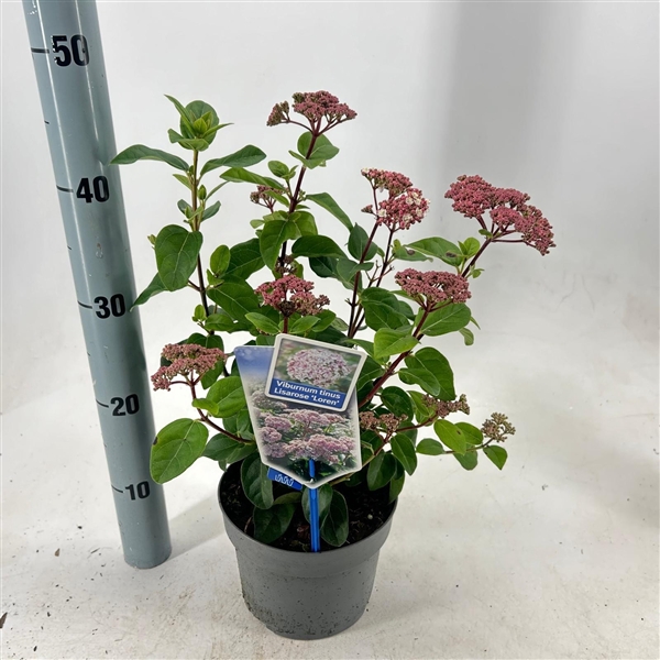 <h4>Viburnum tinus Lisarose ('Loren'PBR)</h4>