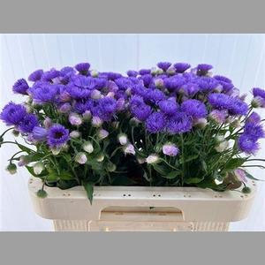 Erigeron