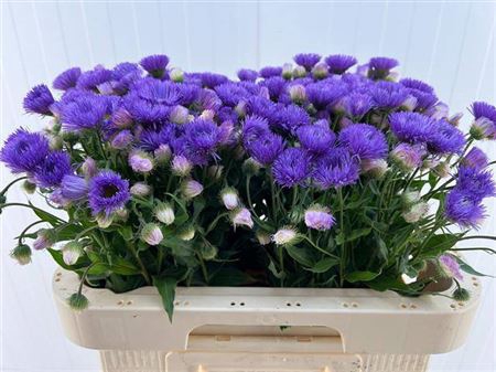 <h4>Erigeron</h4>