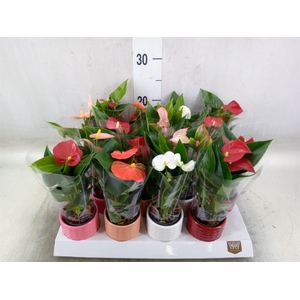 Anthurium   ...mix 4