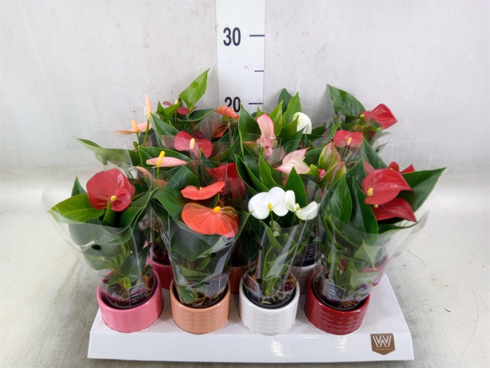 <h4>Anthurium   ...mix 4</h4>