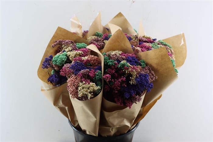 <h4>Dried Bqt Riceflower Mix Lila Bunch</h4>