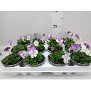 Viola wr. 'Delta White wRose Wing'