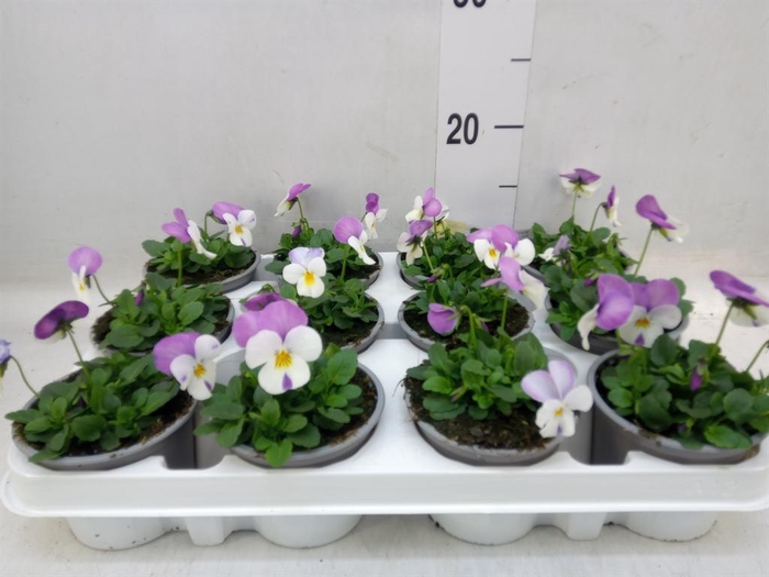<h4>Viola wr. 'Delta White wRose Wing'</h4>