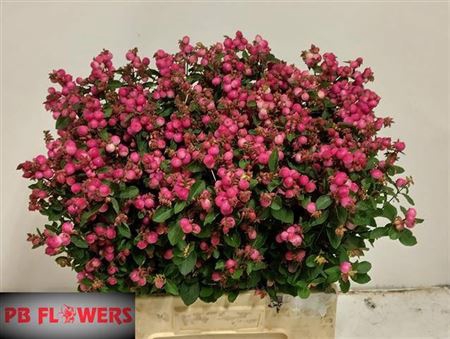 <h4>Sympho Mag Ruby Fall</h4>