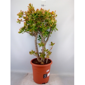 Crassula ovata 'Sunset'