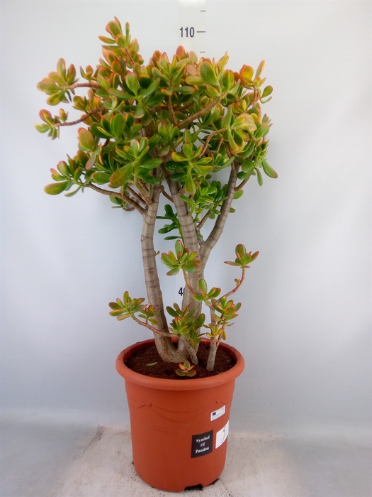 <h4>Crassula ovata 'Sunset'</h4>