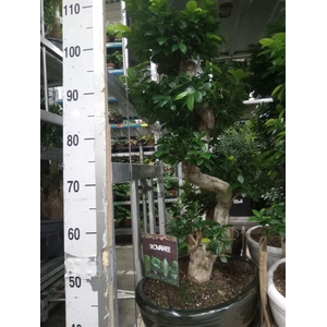 Ficus microcarpa 'Ginseng'