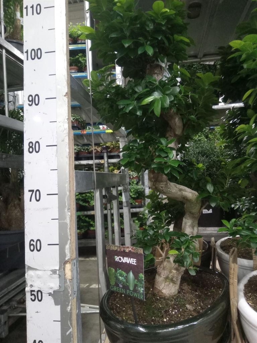 <h4>Ficus microcarpa 'Ginseng'</h4>