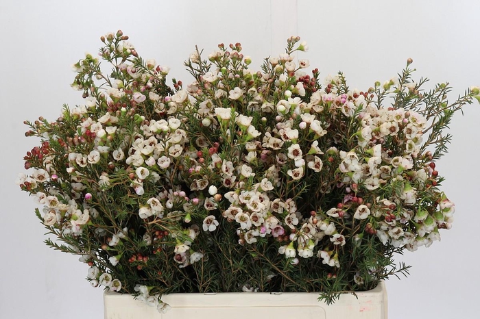 <h4>Chamelaucium Ella</h4>