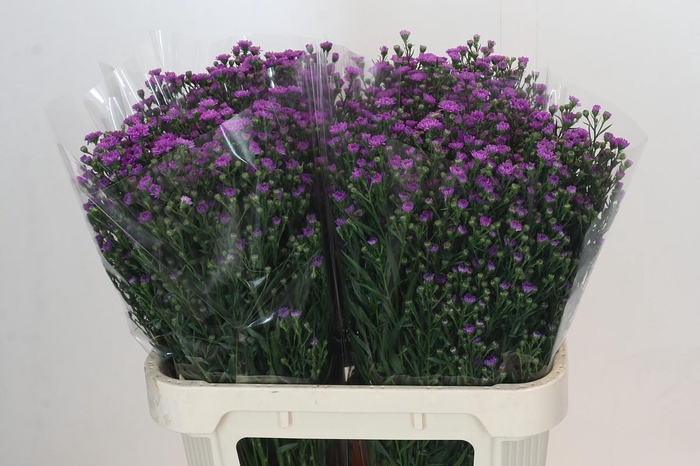 <h4>Aster Baby Pink</h4>