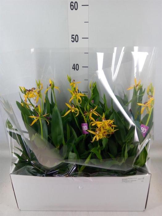 <h4>Orchideeen   ...</h4>