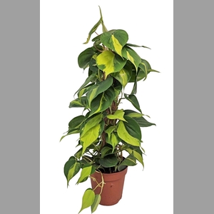 PHIL SCANDENS BRASIL