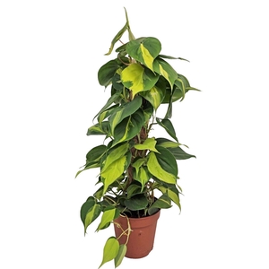 PHIL SCANDENS BRASIL