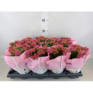Kalanchoe   ...