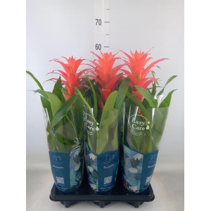 Guzmania  'Suerte Orange'