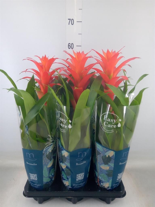 <h4>Guzmania  'Suerte Orange'</h4>