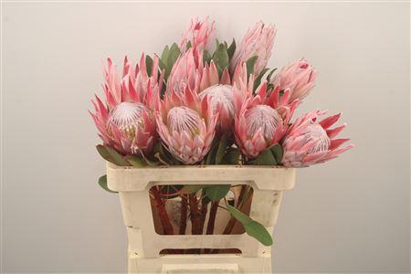 <h4>Protea Cynaroides</h4>