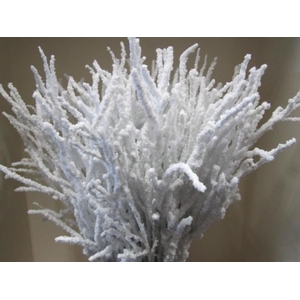 Betula Sneeuw Wit L120