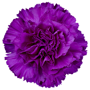 DIAN.ST. Cobalt Thrill