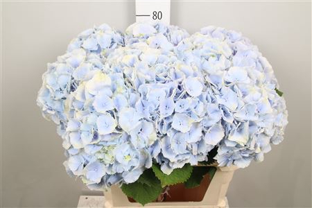 <h4>Hydr M Verena Bl</h4>